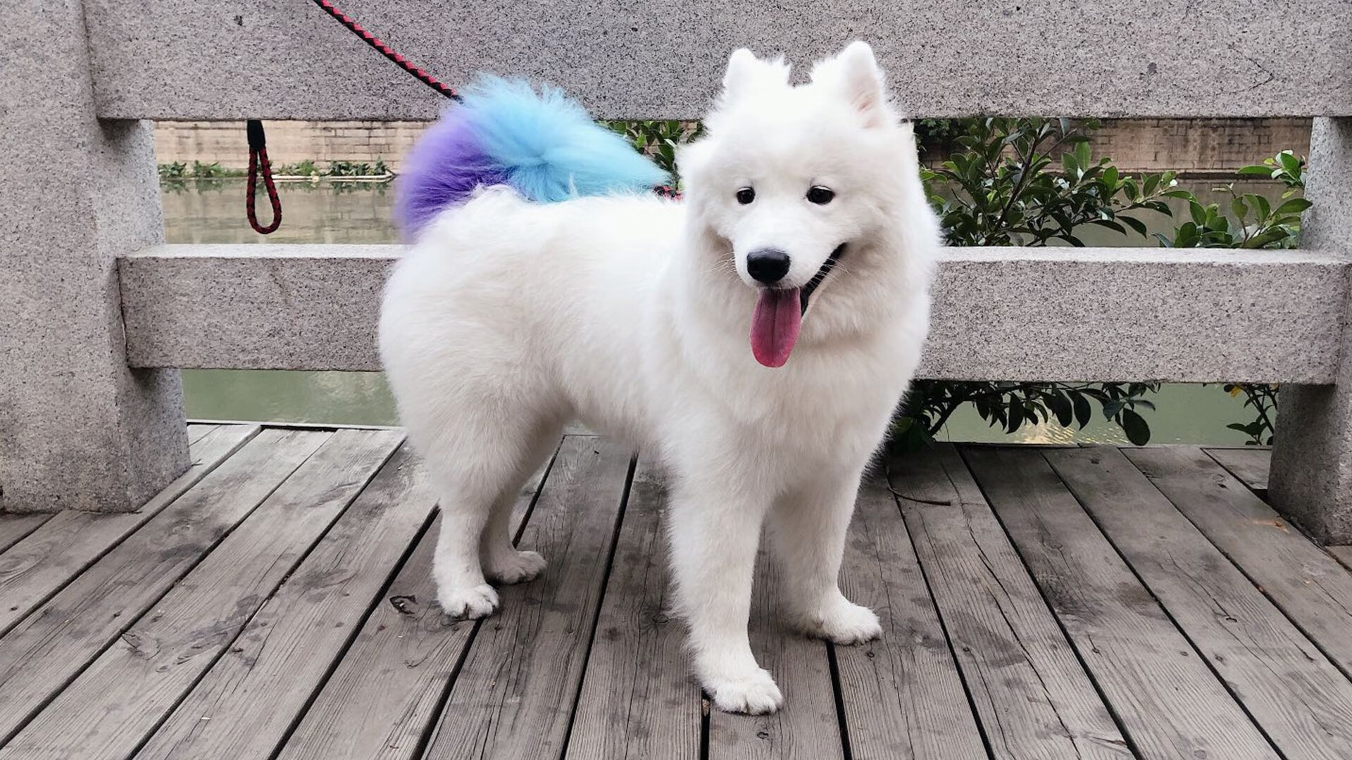 开云体育中国-巴黎，再燃乒乓烈火，樊振东独闯龙潭，中国队绝境翻盘法国队