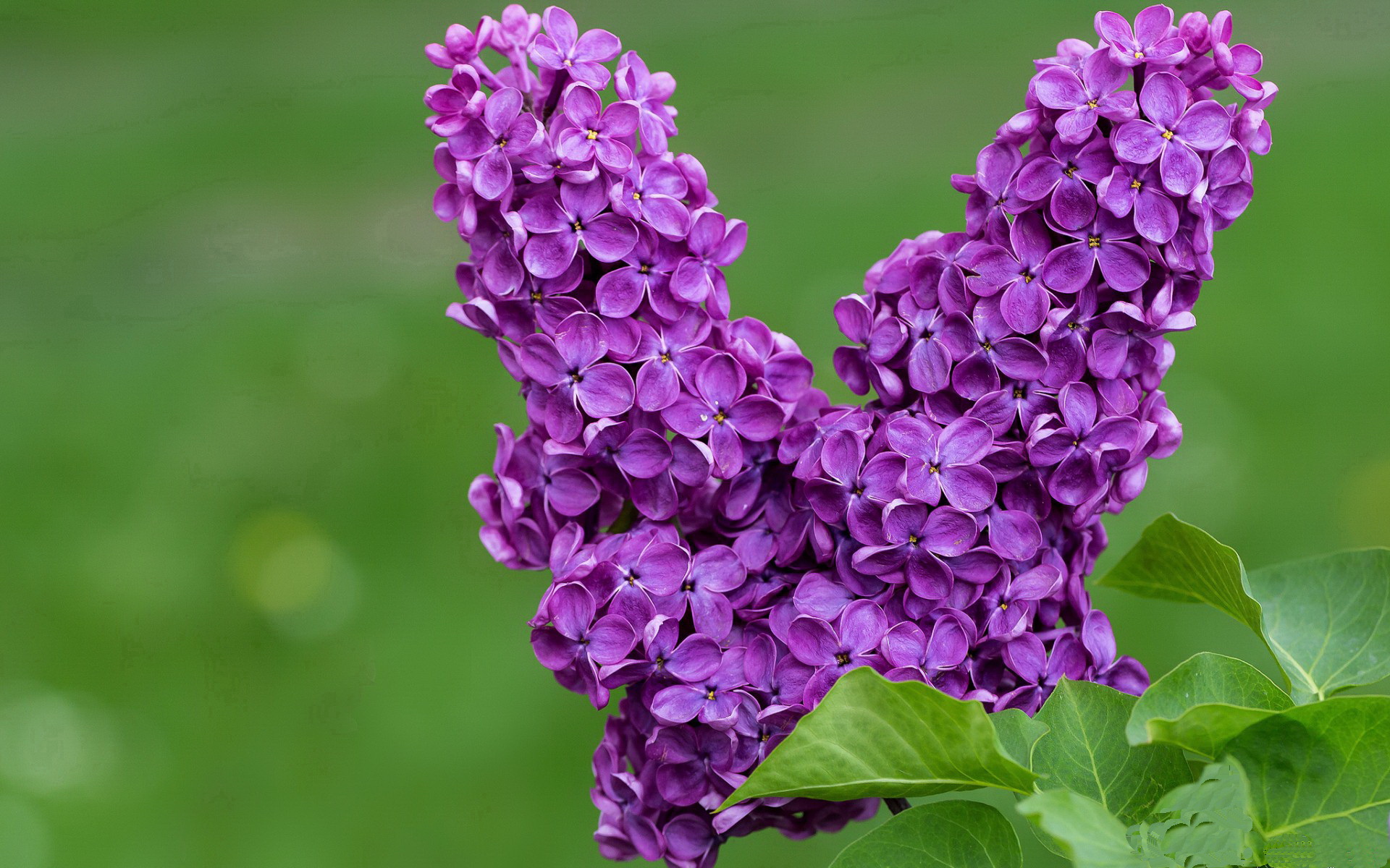 开云体育-铁骑踏齐鲁，猛龙过江！西亚卡姆率雄鹿季前赛横扫山东高速