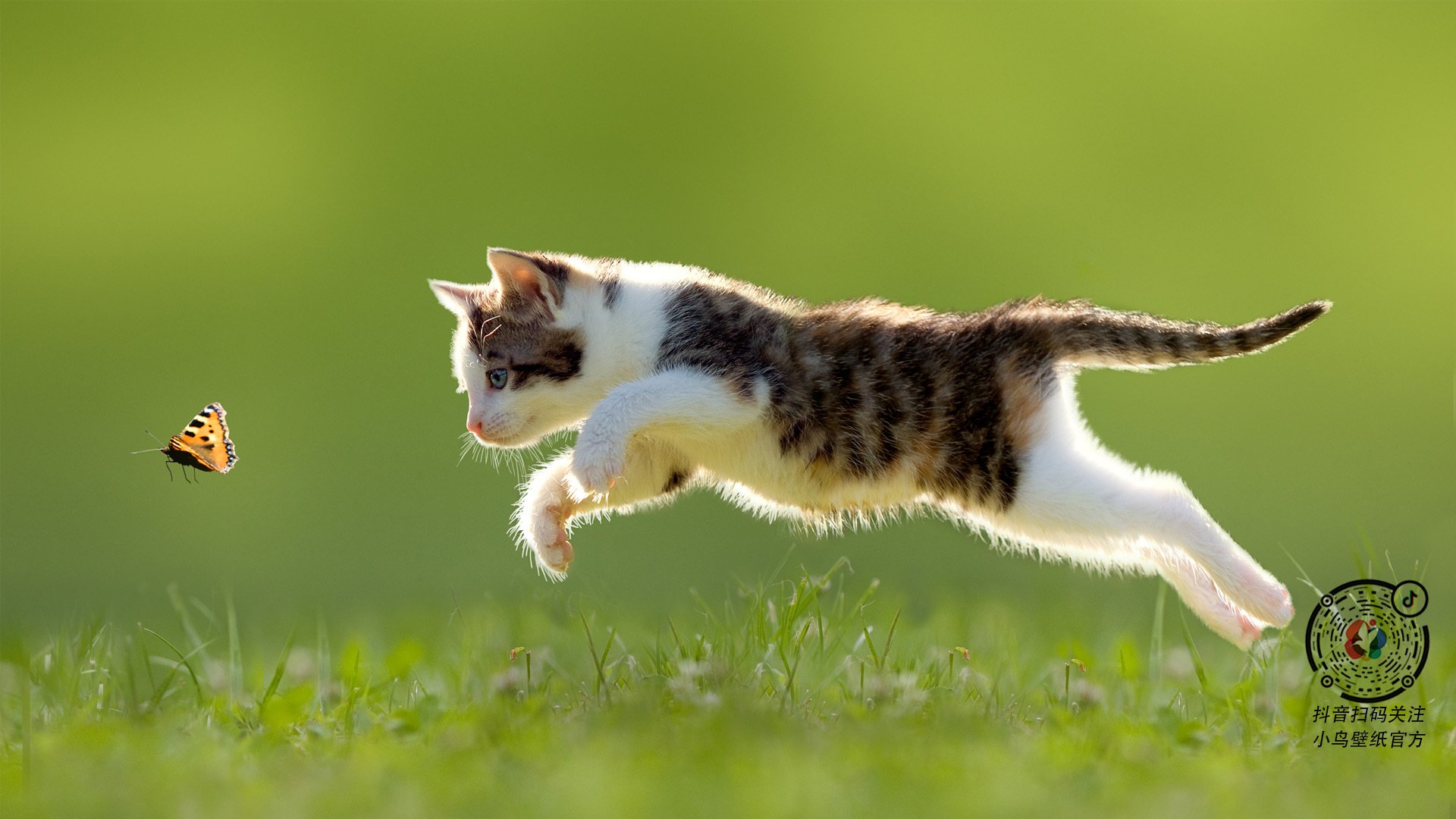 开云体育入口-火种与王冠，当蒂姆在总决赛点燃比澳网更炽热的征服