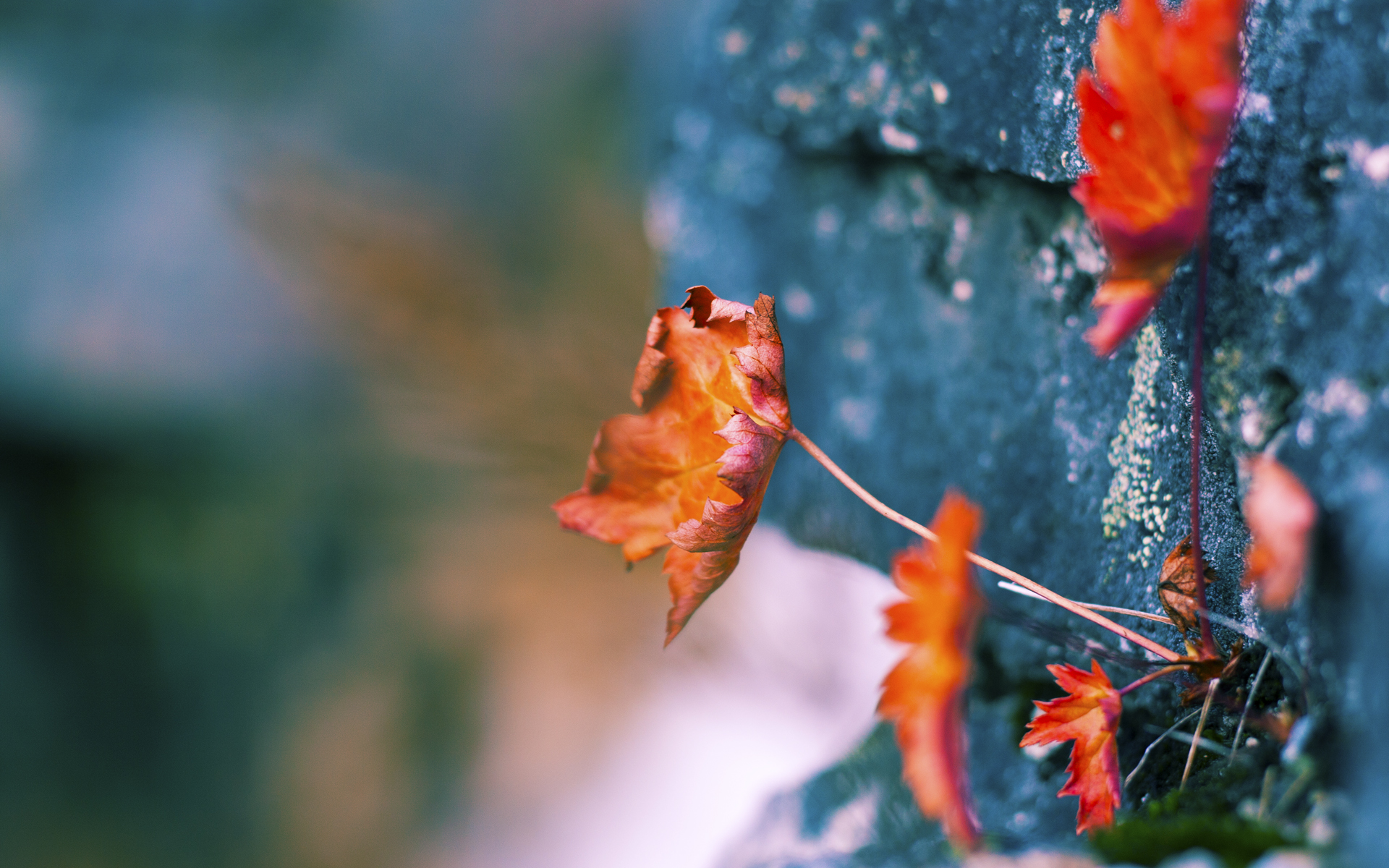 跨洲际的绿茵对话,当巴拉圭铁壁遇上多特蒙德青春,帕尔默一锤定音