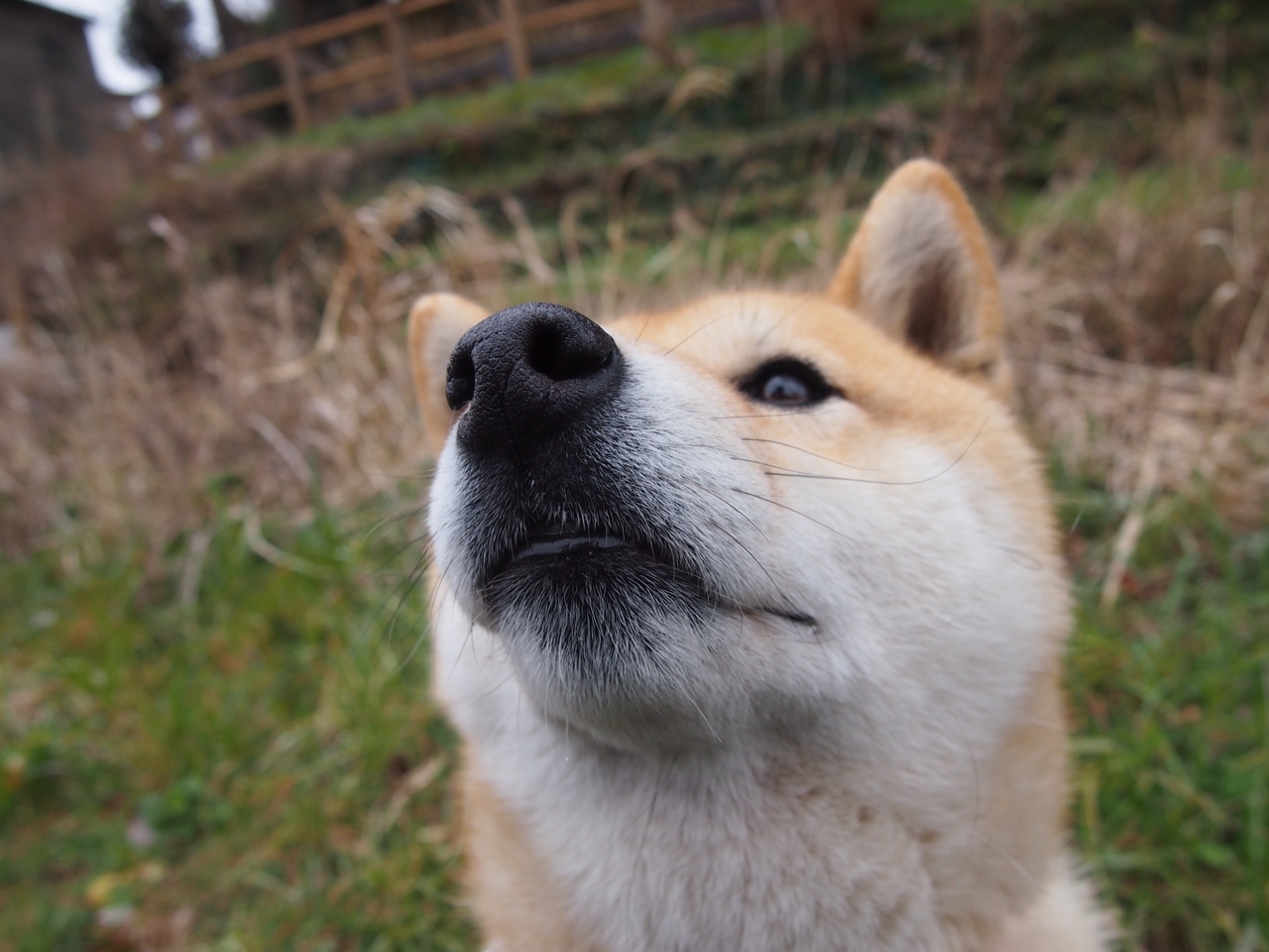 加时鏖战,猛龙擒蜂!班凯罗无解表现诠释何为未来超巨
