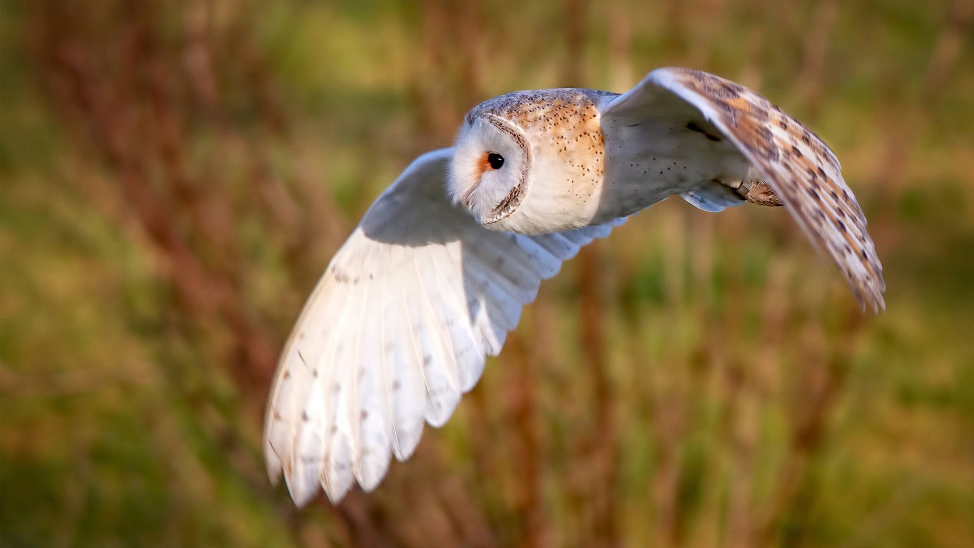 开云体育入口-银色闪电与血色黎明，迪亚斯在阿布扎比的11.8秒奇迹