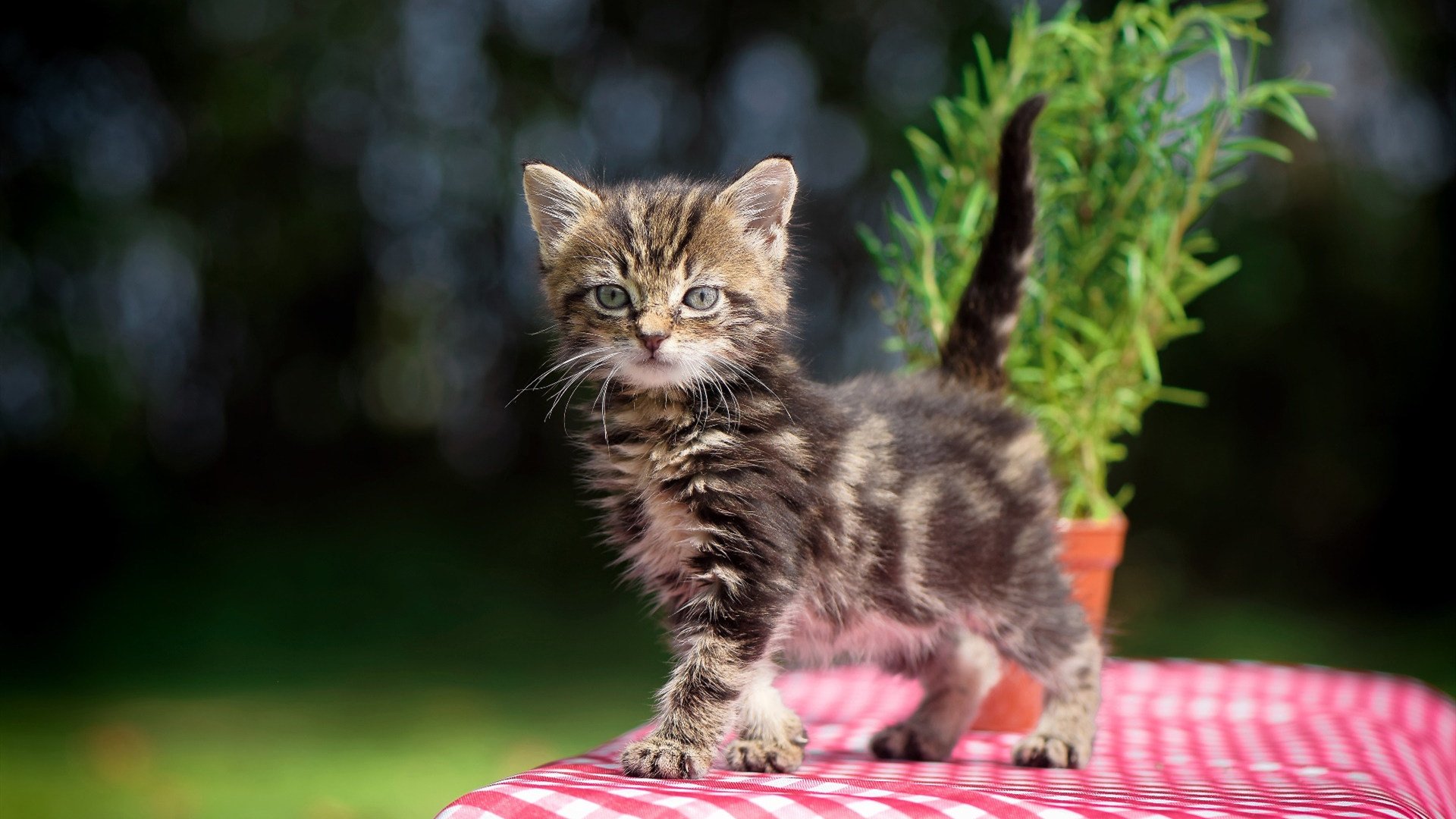 欧冠淘汰赛焦点战爆冷,玻利维亚轻取韩国,改写历史篇章