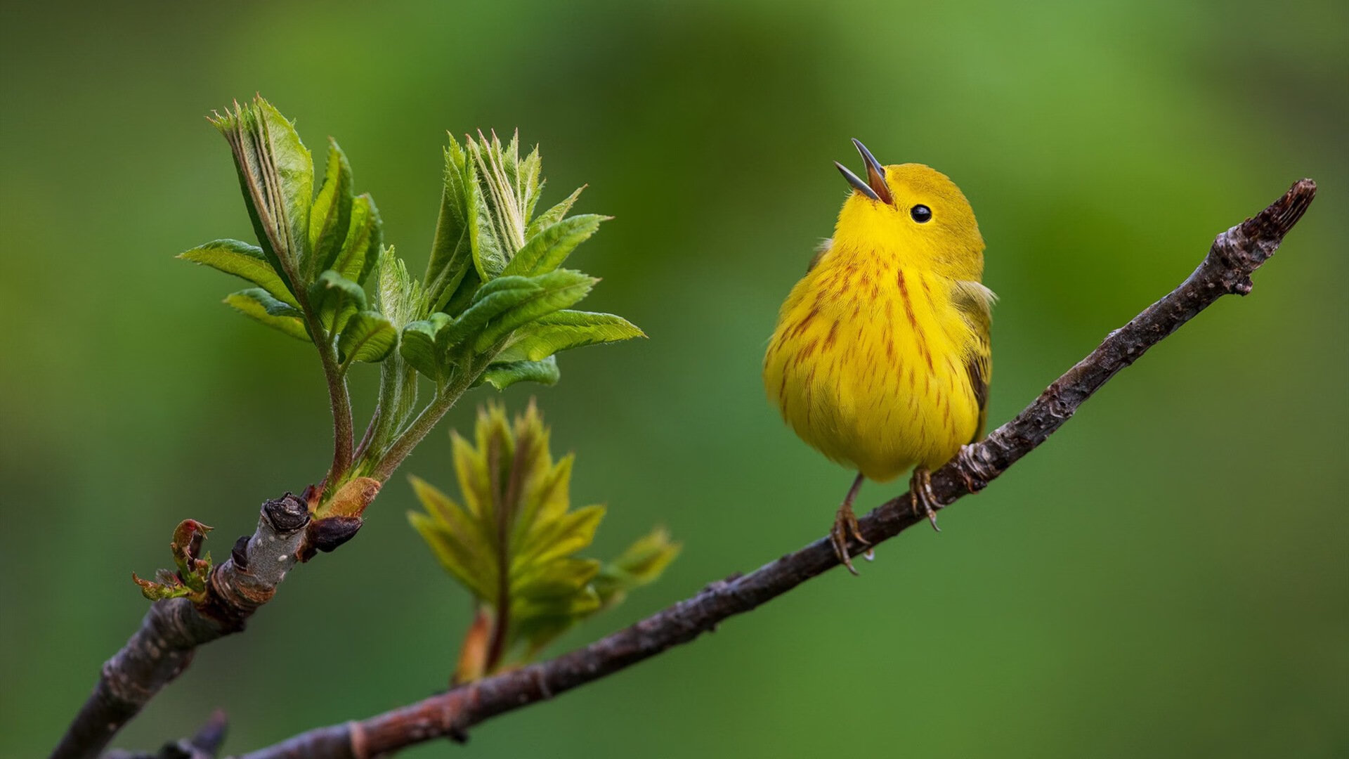 绿茵场的篮球课，当国家德比之夜遇见字母哥的教科书