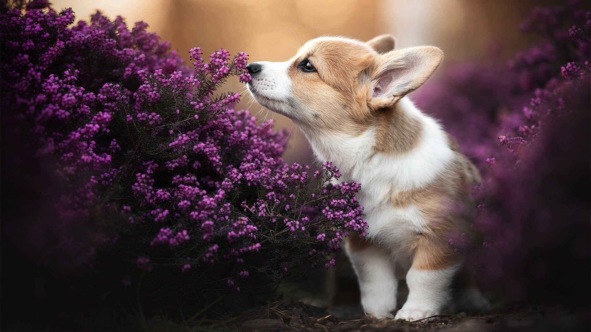 开云体育在线-慈善赛现惊天逆转！萨卡租借佛罗伦萨，压哨绝杀几内亚国家队