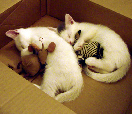 禁区之网，绿茵之锁，当篮球大脑封印足球星辰