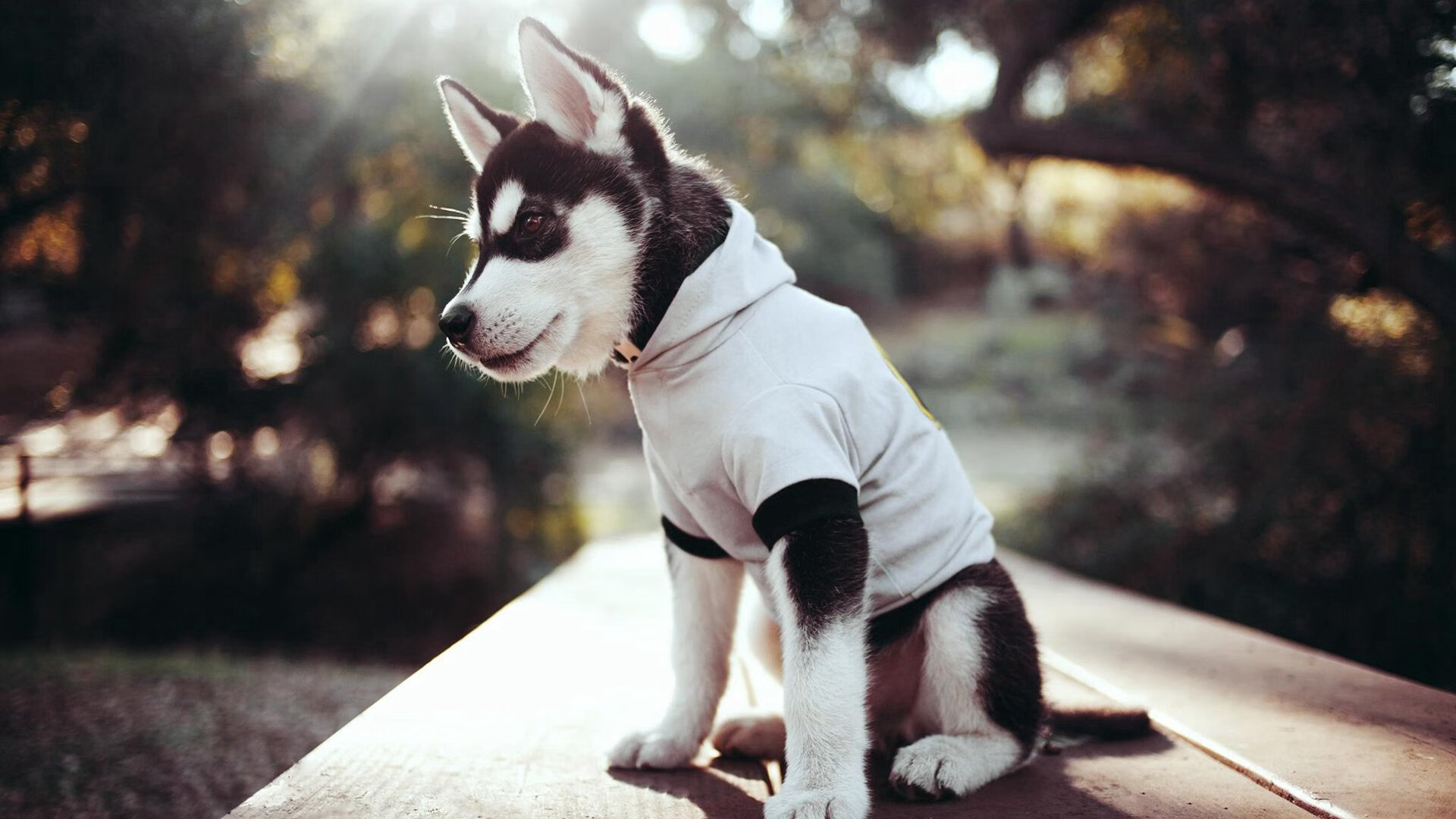 橙衣军团借刀破局，哈兰德三箭定罗马，荷兰足球的间接胜利