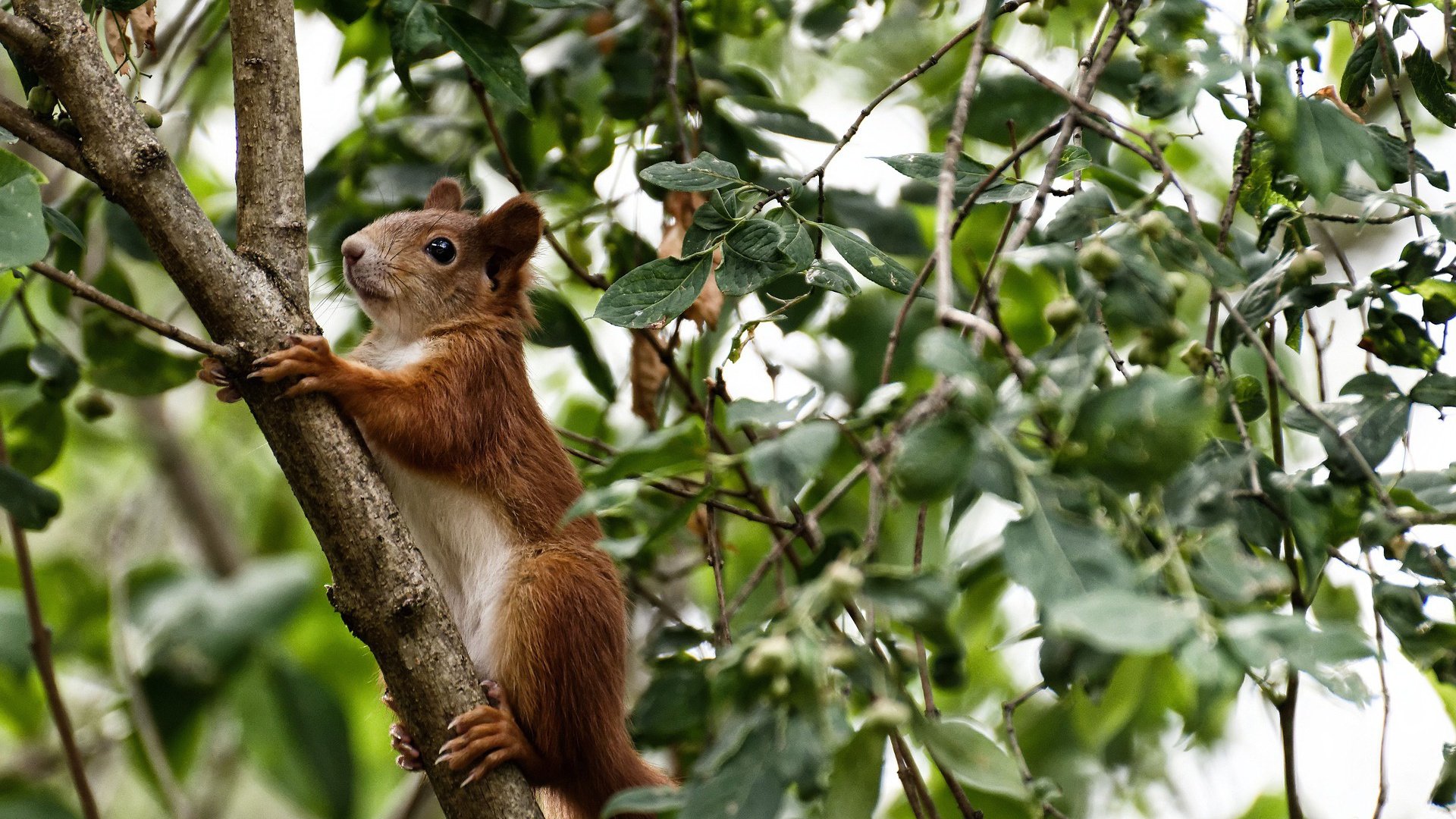 绿茵传奇跨界之夜，贝林厄姆的篮球绝杀，成为东决关键战的胜负手