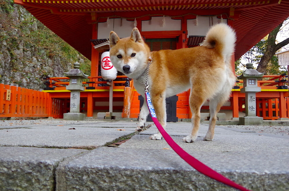 开云体育官网-欧文空降上海滩，单节打崩七十六人？这场穿越对决让篮球次元壁碎了