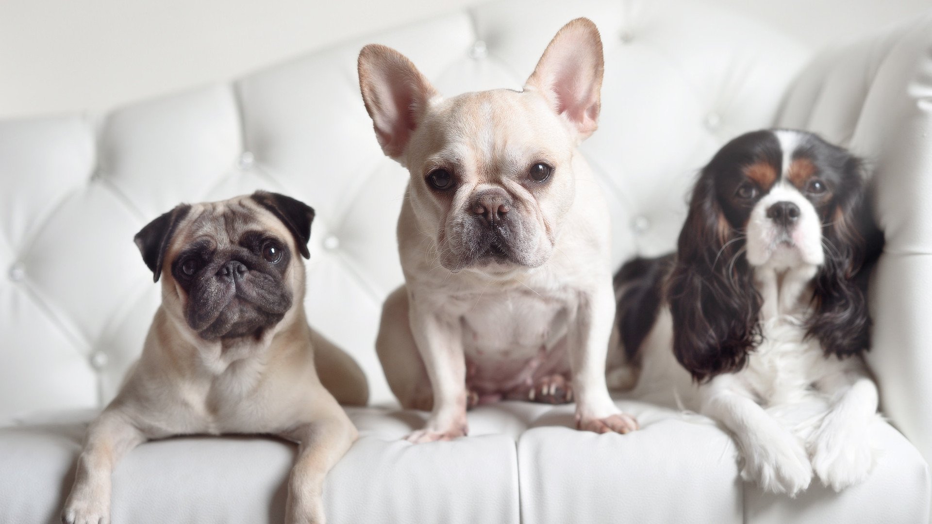 一剑封喉的科学，若日尼奥如何用最冷静的方式，终结克罗地亚最狂野的心