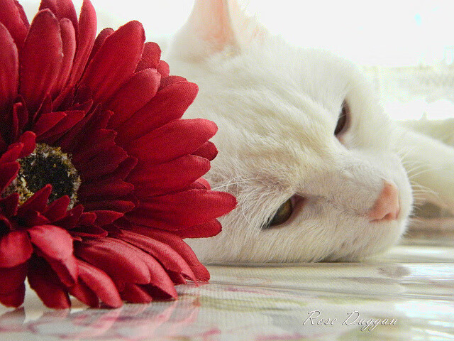 引擎轰鸣与篮球破网，一场跨界的火力压制揭幕战