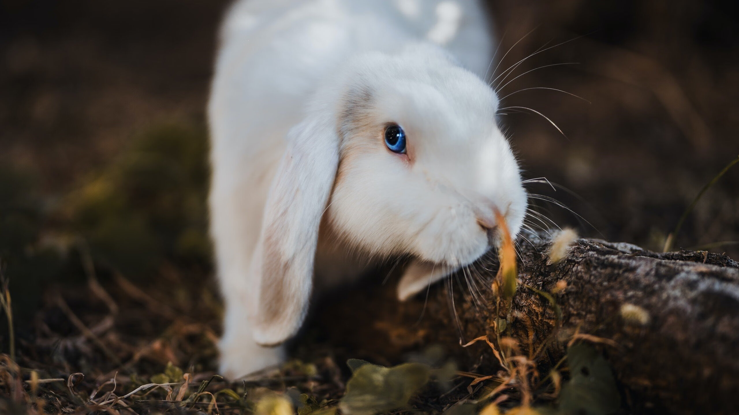 库尔图瓦关键扑救定乾坤，里昂强势取胜秘鲁队